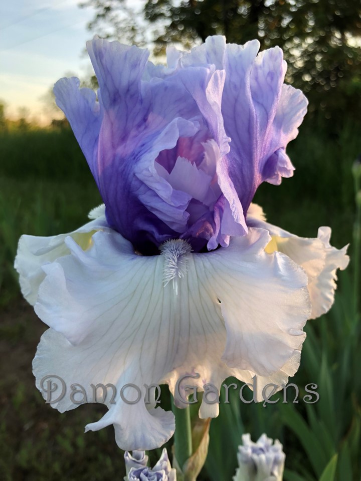 Iris Wintry Sky